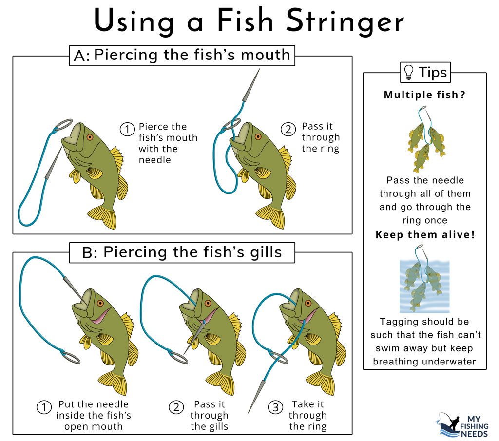4 of the Best Fish Stringers and How to Use the Common Types